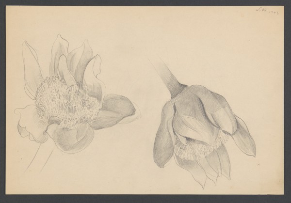 Flores Flores
